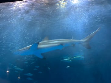 名古屋港水族館に投稿された画像（2023/9/11）