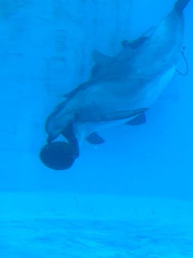 名古屋港水族館に投稿された画像（2023/9/11）