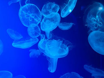 名古屋港水族館に投稿された画像（2023/9/11）