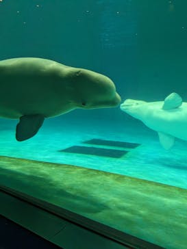 鴨川シーワールドに投稿された画像（2023/9/11）