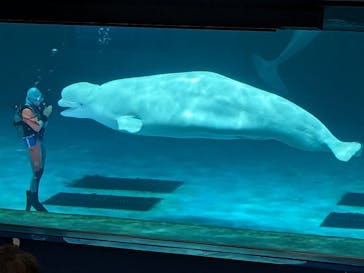 鴨川シーワールドに投稿された画像（2023/9/11）