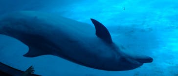 名古屋港水族館に投稿された画像（2023/9/11）