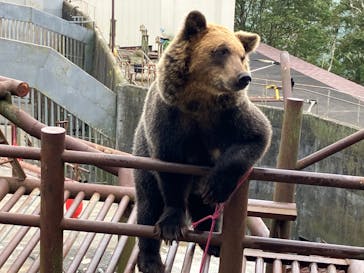 のぼりべつクマ牧場に投稿された画像（2023/9/11）