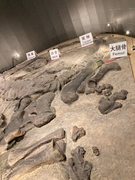 福井県立恐竜博物館に投稿された画像（2023/9/11）