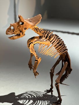 DinoScience 恐竜科学博 2023@TOKYO MIDTOWNに投稿された画像（2023/9/11）