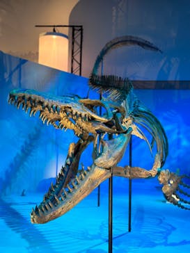 DinoScience 恐竜科学博 2023@TOKYO MIDTOWNに投稿された画像（2023/9/11）