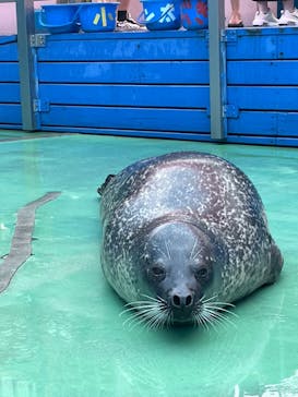 ゼロ距離水族館 伊勢シーパラダイスに投稿された画像（2023/9/12）