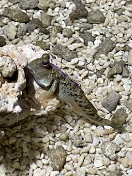 ゼロ距離水族館 伊勢シーパラダイスに投稿された画像（2023/9/12）