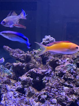 ゼロ距離水族館 伊勢シーパラダイスに投稿された画像（2023/9/12）