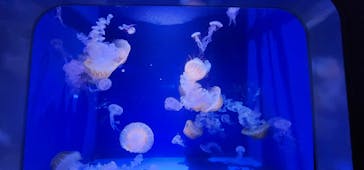 新江ノ島水族館に投稿された画像（2023/9/12）