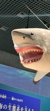 特別展「海　―生命のみなもと―」（国立科学博物館）に投稿された画像（2023/9/12）