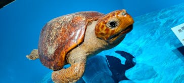 特別展「海　―生命のみなもと―」（国立科学博物館）に投稿された画像（2023/9/12）