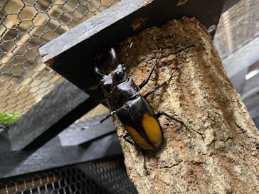 JOYPOLIS 特別イベントスペースに投稿された画像（2023/9/12）