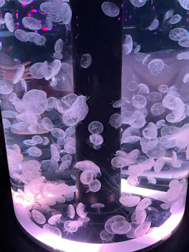 マクセル アクアパーク品川に投稿された画像（2023/9/12）