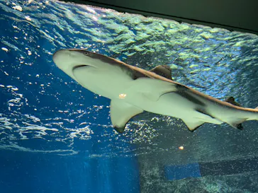 マクセル アクアパーク品川に投稿された画像（2023/9/12）