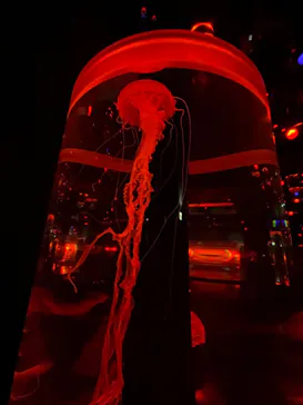 マクセル アクアパーク品川に投稿された画像（2023/9/12）