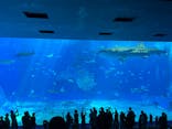 沖縄美ら海水族館に投稿された画像（2023/9/12）