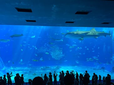 沖縄美ら海水族館に投稿された画像（2023/9/12）