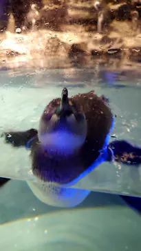すみだ水族館に投稿された画像（2023/9/12）