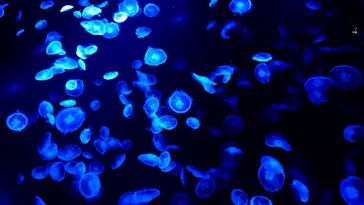 すみだ水族館に投稿された画像（2023/9/12）