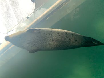 しながわ水族館に投稿された画像（2023/9/12）