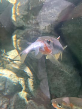 しながわ水族館に投稿された画像（2023/9/12）