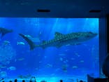 沖縄美ら海水族館に投稿された画像（2023/9/12）