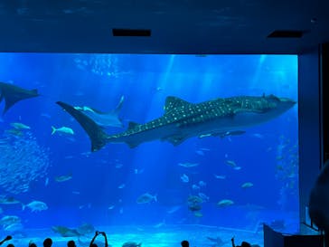 沖縄美ら海水族館に投稿された画像（2023/9/12）