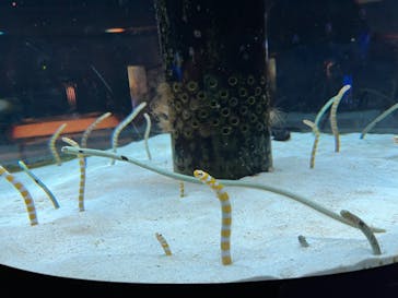 沖縄美ら海水族館に投稿された画像（2023/9/12）