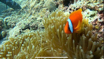 青の洞窟専門店　沖縄ダイビングショップ和に投稿された画像（2023/9/12）