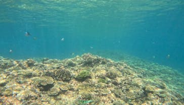 青の洞窟専門店　沖縄ダイビングショップ和に投稿された画像（2023/9/12）