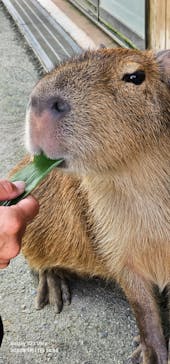 那須どうぶつ王国に投稿された画像（2023/9/12）