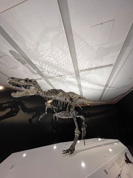 DinoScience 恐竜科学博 2023@TOKYO MIDTOWNに投稿された画像（2023/9/12）