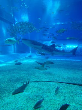 沖縄美ら海水族館に投稿された画像（2023/9/12）