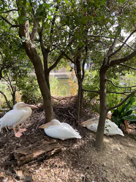 神戸どうぶつ王国に投稿された画像（2023/9/12）