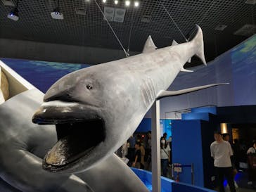 特別展「海　―生命のみなもと―」（国立科学博物館）に投稿された画像（2023/9/12）