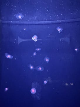 鴨川シーワールドに投稿された画像（2023/9/12）