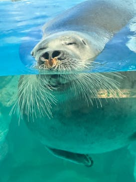 鴨川シーワールドに投稿された画像（2023/9/12）