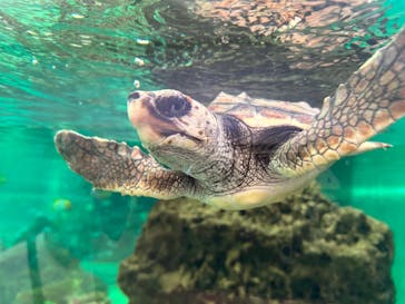 鴨川シーワールドに投稿された画像（2023/9/12）