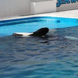 鴨川シーワールドに投稿された画像（2023/9/12）