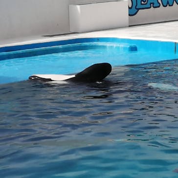 鴨川シーワールドに投稿された画像（2023/9/11）