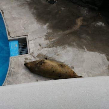 鴨川シーワールドに投稿された画像（2023/9/11）