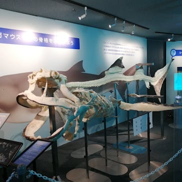 鴨川シーワールドに投稿された画像（2023/9/11）