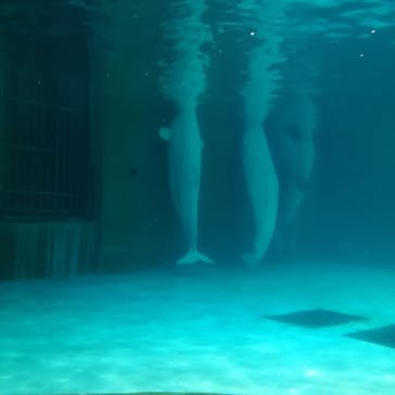 鴨川シーワールドに投稿された画像（2023/9/11）