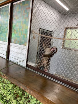 おさるランド＆アニタウン　日光さる軍団劇場に投稿された画像（2023/9/12）