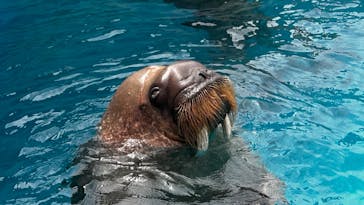 鴨川シーワールドに投稿された画像（2023/9/13）