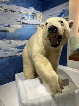 特別展「海　―生命のみなもと―」（国立科学博物館）に投稿された画像（2023/9/13）