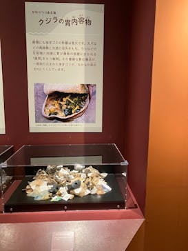 特別展「海　―生命のみなもと―」（国立科学博物館）に投稿された画像（2023/9/13）