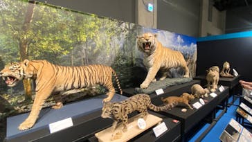 特別展「ネコ」 ～にゃんと！クールなハンターたち～に投稿された画像（2023/9/13）