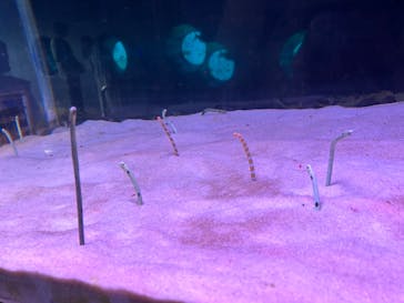 箱根園水族館に投稿された画像（2023/9/13）